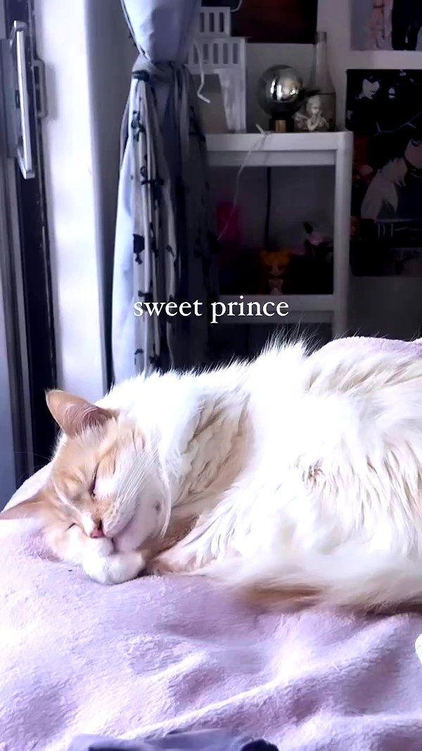 iheartpidge archive video preview