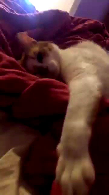 nettakatycat archive video preview