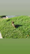 ifkissescouldleavecuts Altpins Profile Picture
