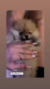 diana_tal_ Altpins Profile Picture
