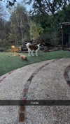 cclaire.bbear1 Altpins Profile Picture