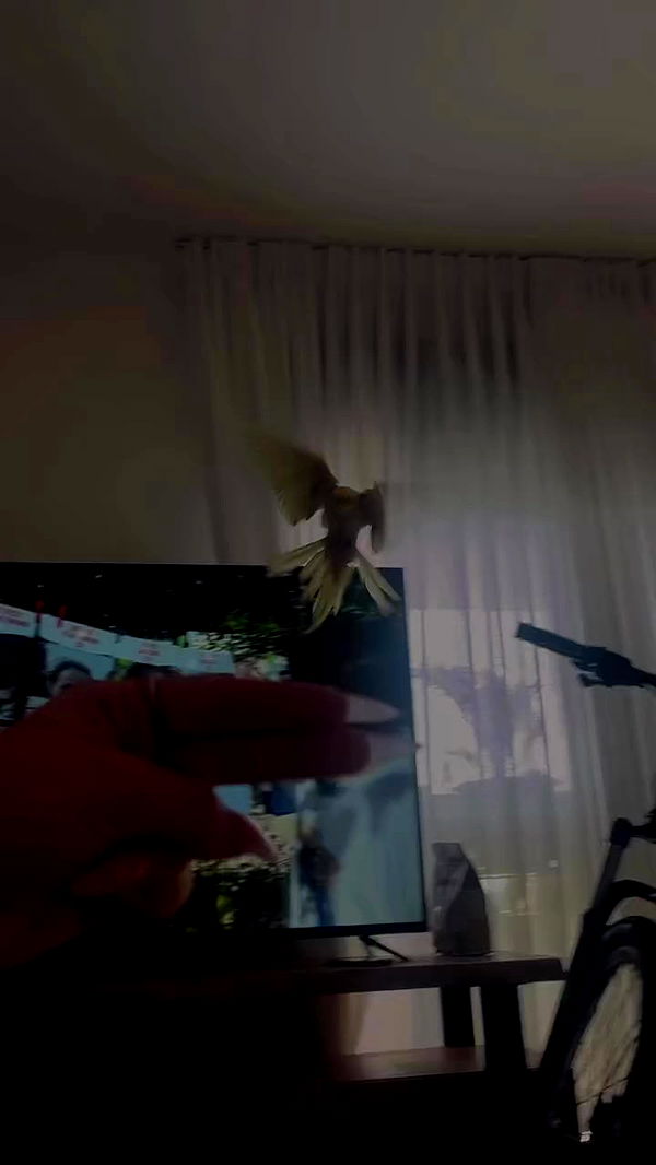 tinapavlov.sky archive video preview