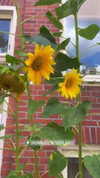 sonya_fisher_ Altpins Profile Picture