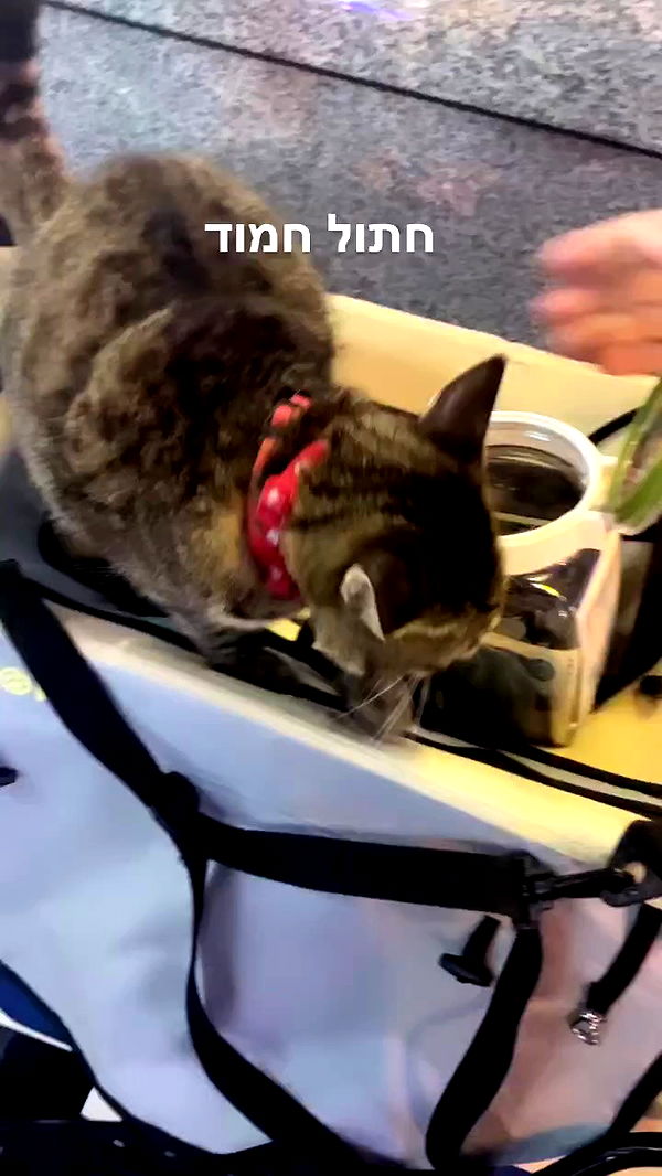 elianachetrit archive video preview