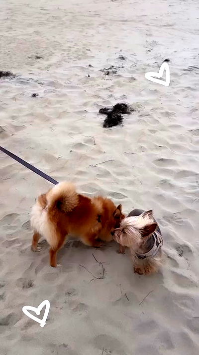 viezery viezery archive video