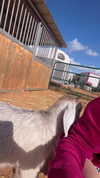 carinadas1lva Altpins Profile Picture