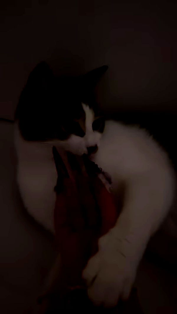 hellokittyangel666 archive video preview