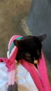 sydney_melman Altpins Profile Picture