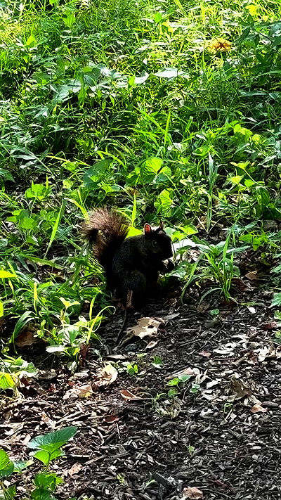 sophiemudd sophiemudd archive video