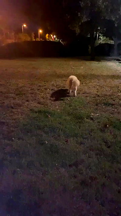 feelbetterinmysweater feelbetterinmysweater archive video