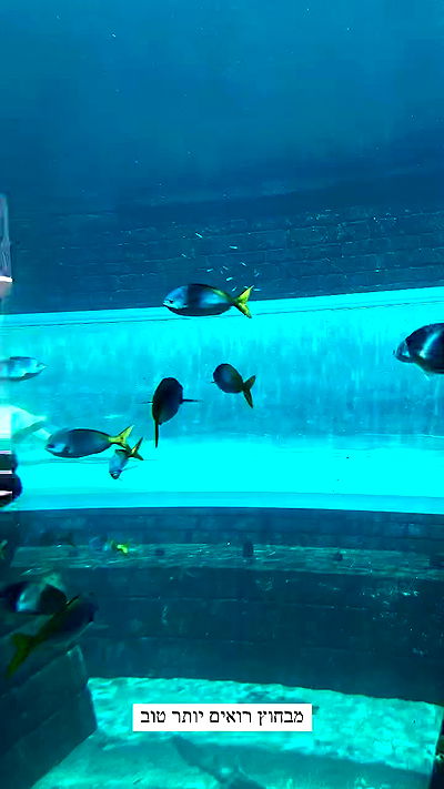 itsilanosh itsilanosh archive video