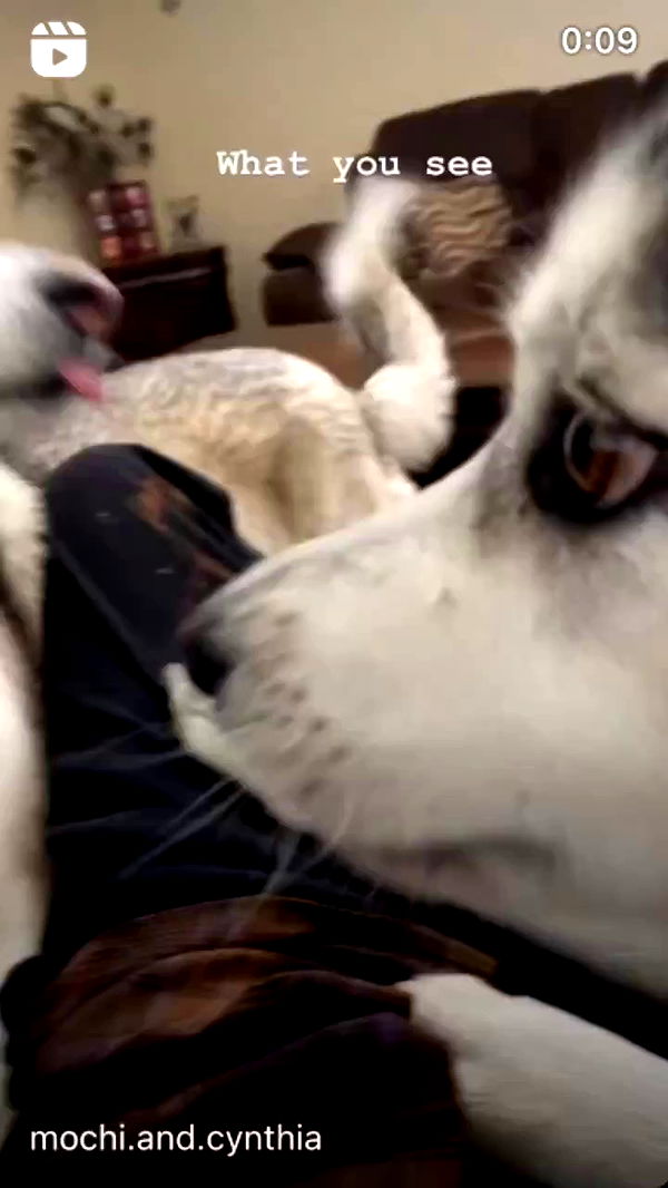 _animechika_ archive video preview