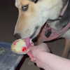 lilmochidoll Altpins Profile Picture