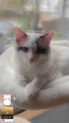 pixieonyxx Altpins Profile Picture