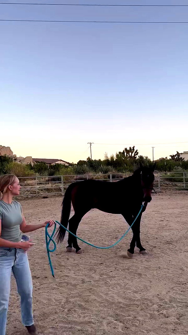 carolinezalog archive video preview