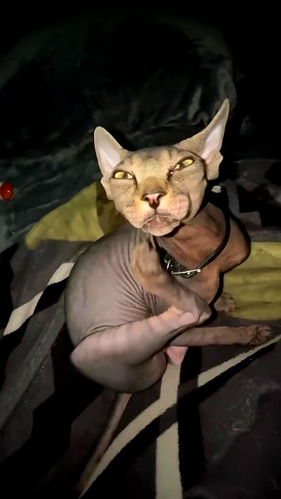 zommmbri zommmbri archive video