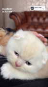 ivy.owowo Altpins Profile Picture