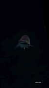 topaz_bn Altpins Profile Picture