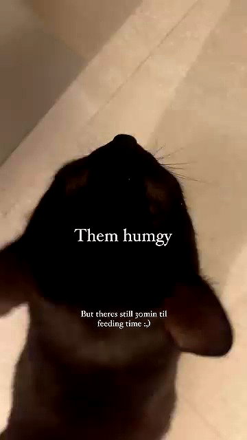 candy_balll archive video preview
