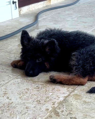 sydney_sweeney sydney_sweeney archive video