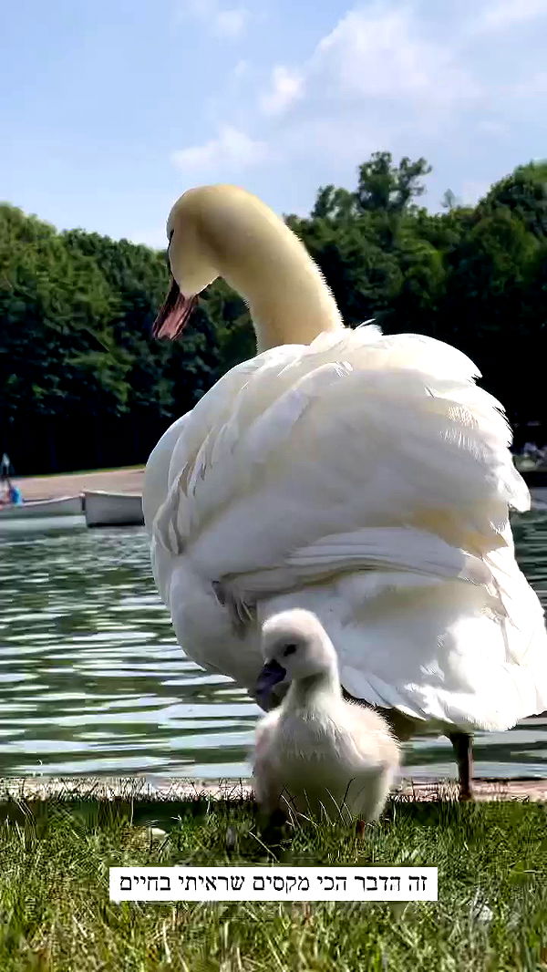 itsilanosh archive video preview