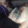 novahnovielli Altpins Profile Picture