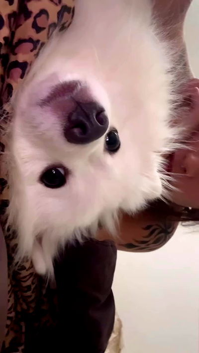 romy_ayalla_lavi romy_ayalla_lavi archive video