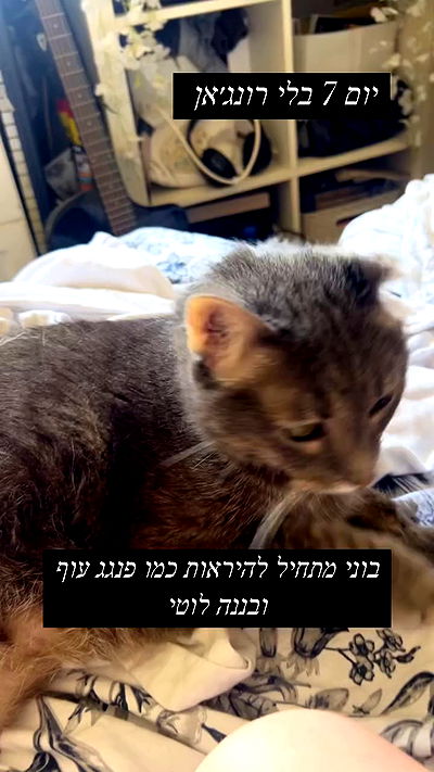 _wizardmidget_ _wizardmidget_ archive video