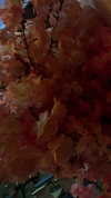 18sandy_ Altpins Profile Picture