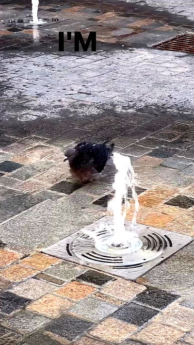 shelly_.mor shelly_.mor archive video