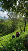 a.shaked_ Altpins Profile Picture