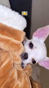 alinaaignatova Altpins Profile Picture