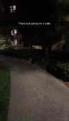 cclaire.bbear1 Altpins Profile Picture