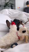 jenny.kaly Altpins Profile Picture