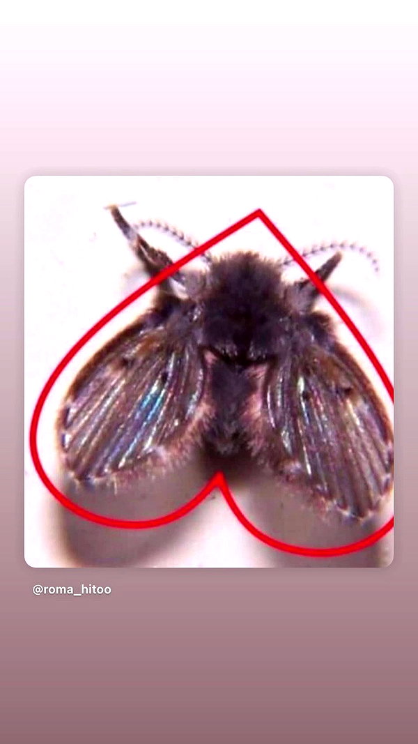 wormfood____ archive video preview