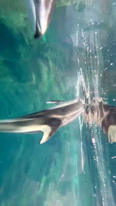 neomiconrad neomiconrad archive video