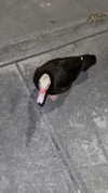 abbyy.irl Altpins Profile Picture