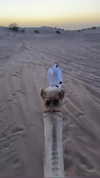 alexuhh_g Altpins Profile Picture
