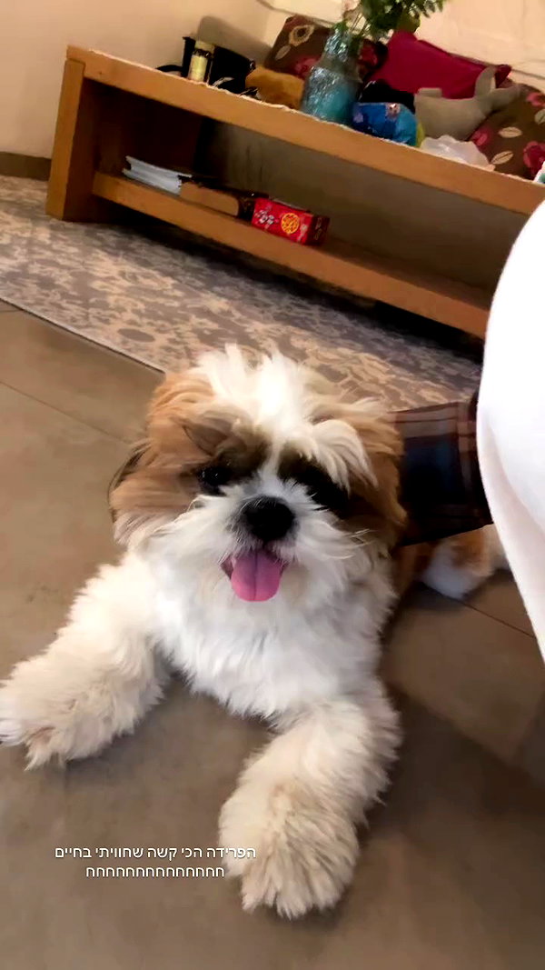 noammalka___ archive video preview