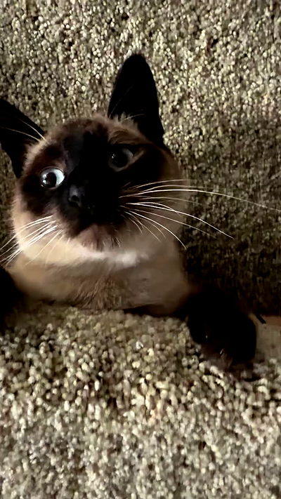 sweetmuffinnss sweetmuffinnss archive video