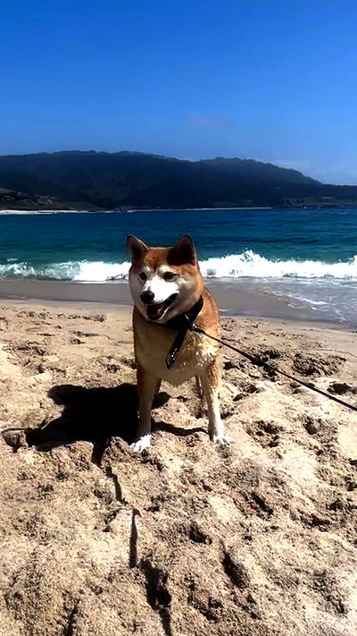 zommmbri zommmbri archive video