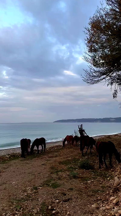 nyityam nyityam archive video