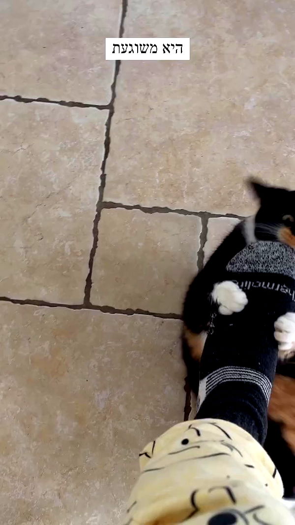 itsilanosh archive video preview