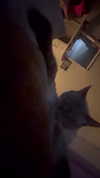 vampirec0wgirl Altpins Profile Picture