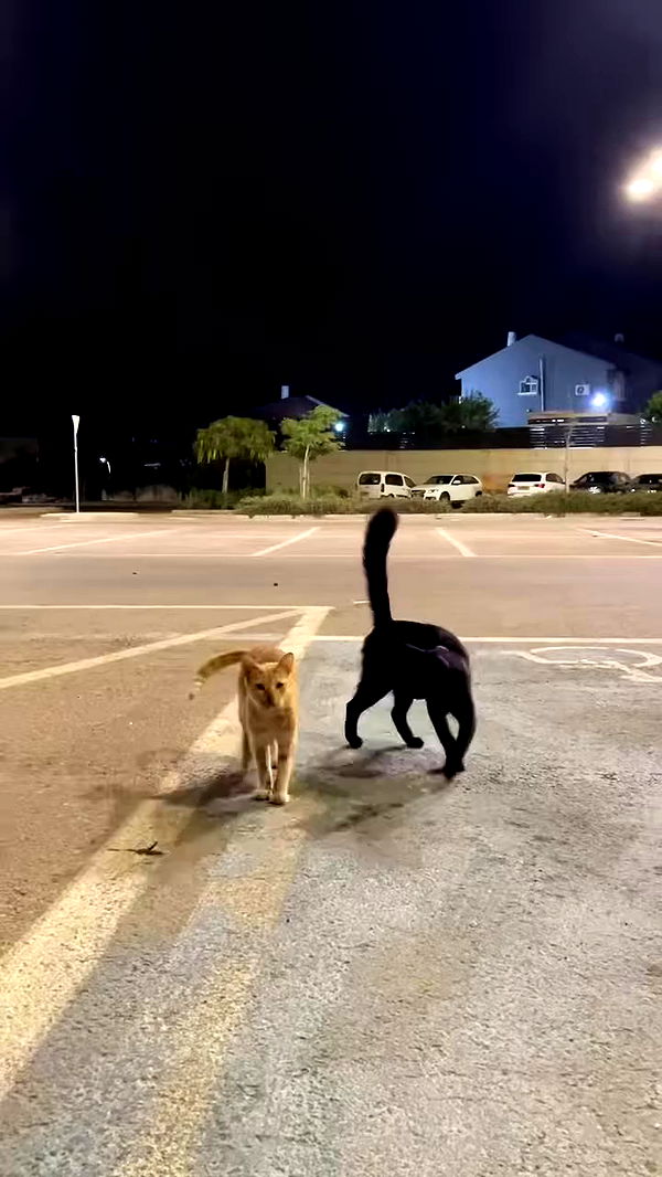 efrat_elmalich archive video preview