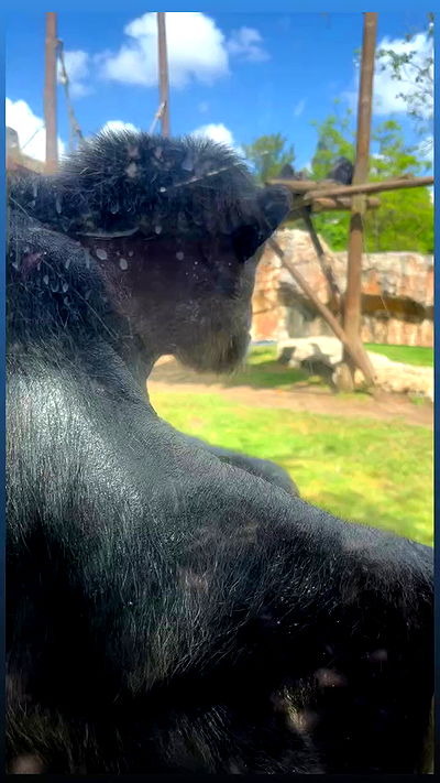 jaroslava_klavir jaroslava_klavir archive video