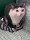 sweetestkttygrl Altpins Profile Picture