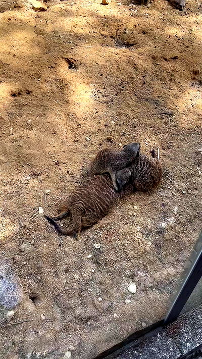 jaroslava_klavir jaroslava_klavir archive video