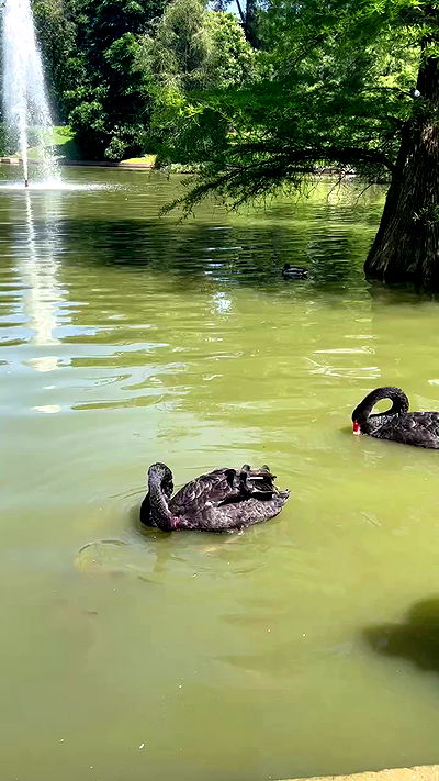 jaroslava_klavir jaroslava_klavir archive video