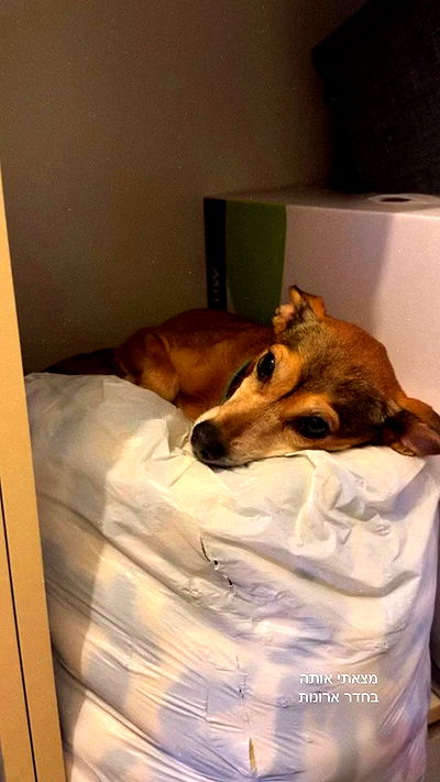 dustheadd dustheadd archive video